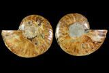Sliced Ammonite Fossil - Agatized #114865-1